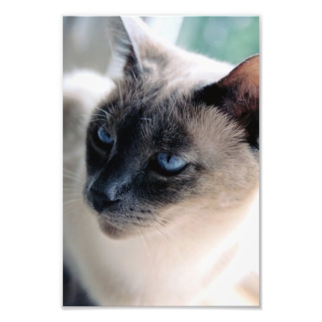 Impression de la photo de chat de Siamese Aloof (Devant)