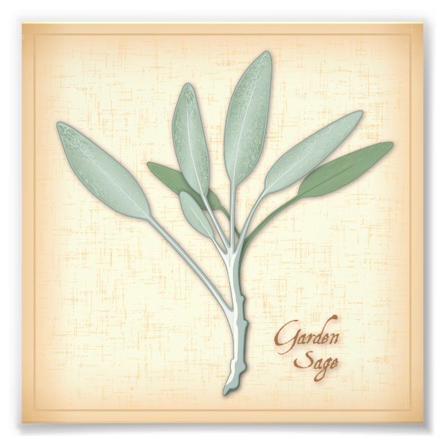 Impression de la photo de la plante Garden Sage (Devant)