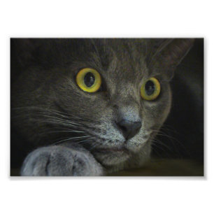 Impression de la photo d'intensité