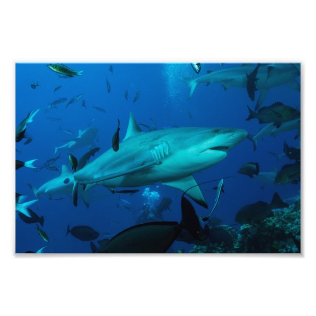 Impression de la photo Reef Shark (Devant)
