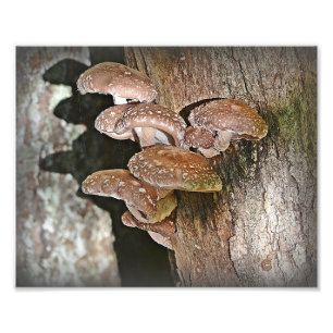 Impression de la photo Shiitake Musroom