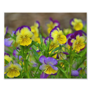 Impression de la photo Viola