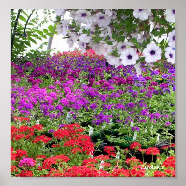 Impression de la profusion de fleurs violettes (Devant)