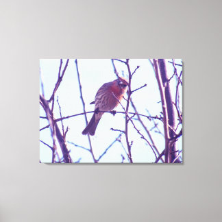 Impression de la toile - Épervier rouge dans l'arb