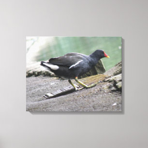 Impression de la toile Moorhen