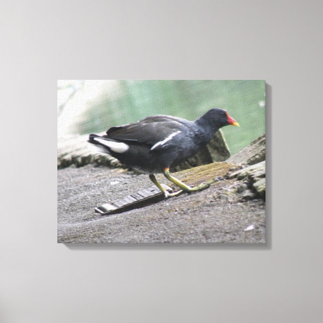 Impression de la toile Moorhen (Recto)