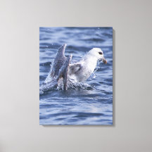 Impression de la toile photo nature Fulmar