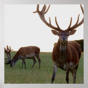 Impression de l'affiche Buck