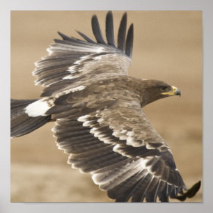 Impression de l'affiche de l'aigle volant