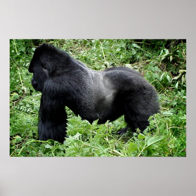 Impression de l'affiche du gorille Silverback (Devant)