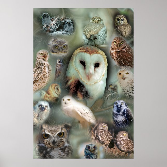Impression de l'affiche Happy Owls (Devant)