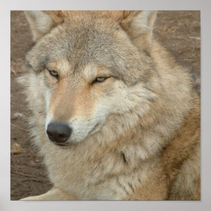 Impression de l'affiche Wolf