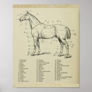 Impression de l'anatomie de la surface du cheval