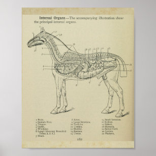 Impression de l'anatomie interne du cheval