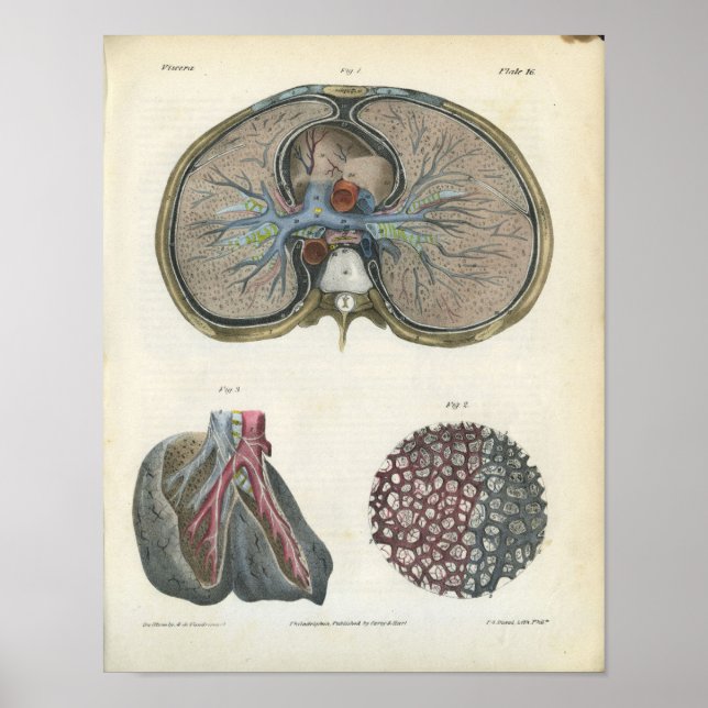 Impression de l'anatomie Vintage Bronchi pulmonair (Devant)