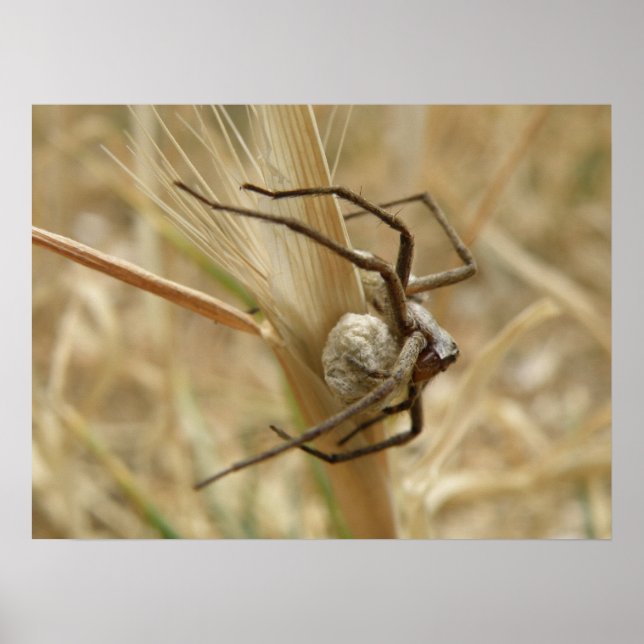 Impression de l'araignée et de la surface des oeuf (Devant)