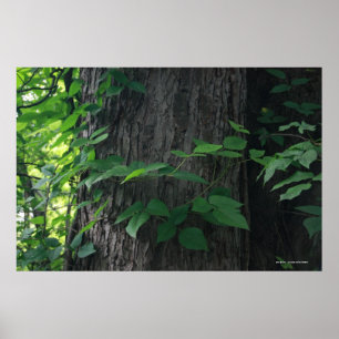 Impression de l'arbre enchaîné