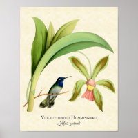 Impression de l'art des colibris en tête violet