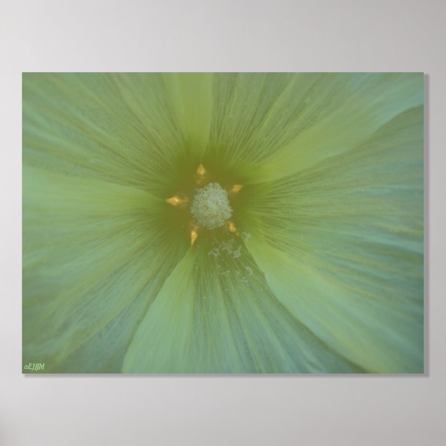 Impression de l'huile d'or Star Pollen (Recto)