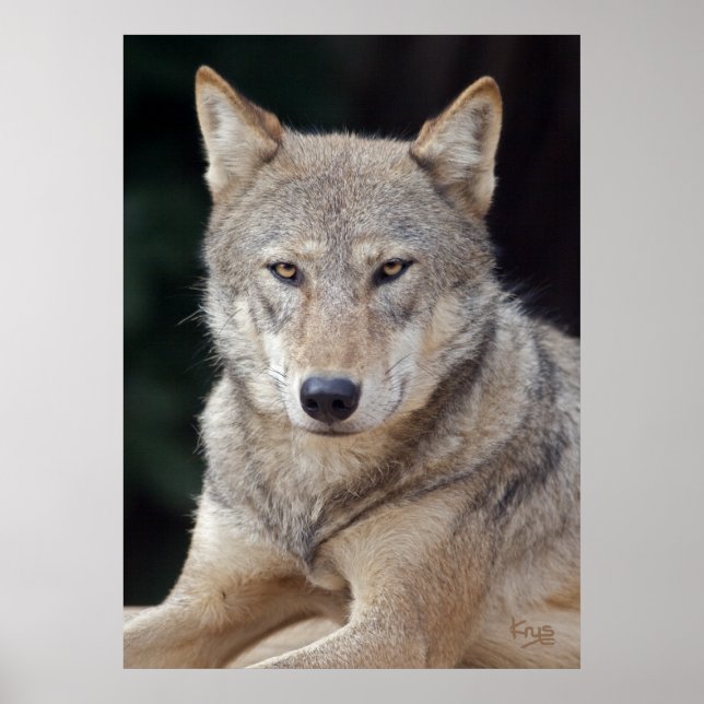 Impression de loup gris (Devant)