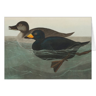 Impression de Macreuse noire d'Audubon : Canard cô