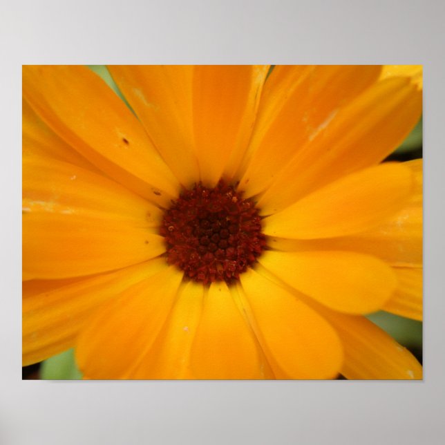 Impression de Marguerite de Pluie Orange (Devant)