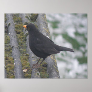 Impression de Merle noir