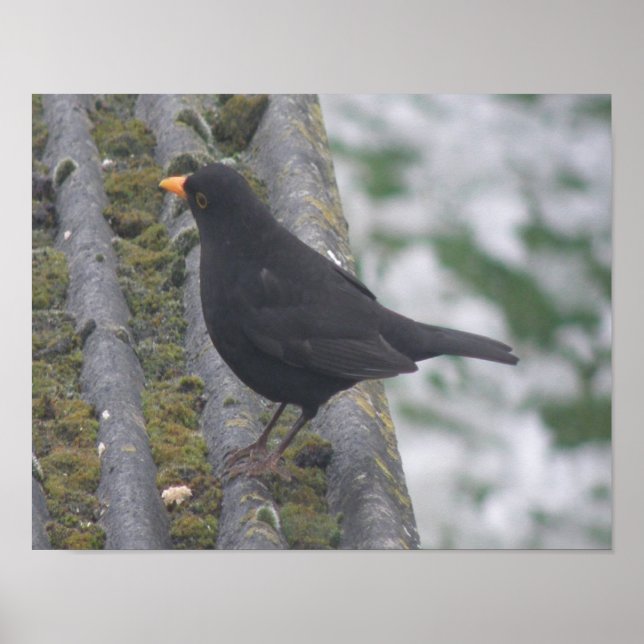 Impression de Merle noir (Devant)