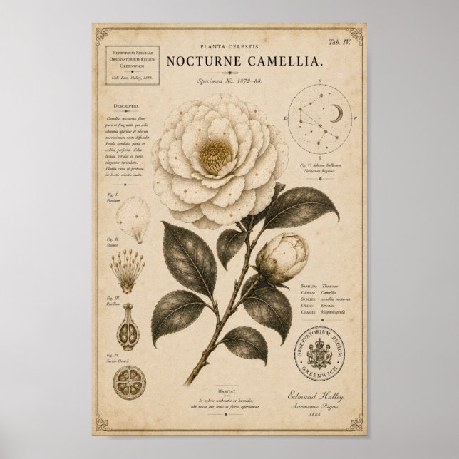 Impression de musée botanique victorien Camellia N (Devant)
