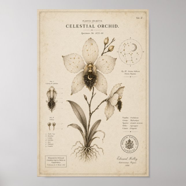 Impression de musée botanique victorien d'orchidée (Devant)