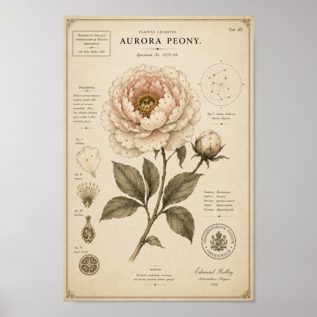 Impression de musée botanique victorien Pivoine Au (Devant)