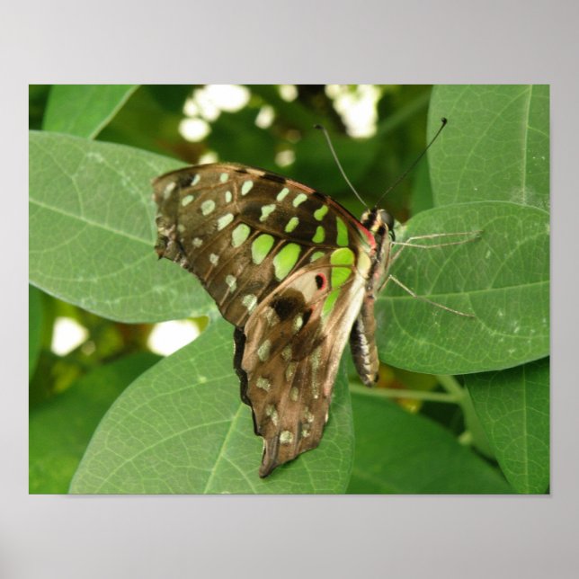 Impression de papillon vert iridescent tropical (Devant)