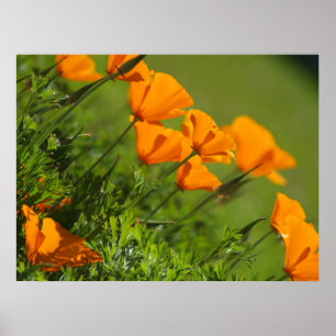 Impression de Pavots de Californie 2011