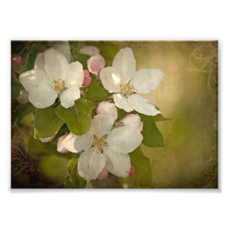 Impression de photo de cluster Apple Blossom