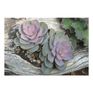 Impression de photo Echeveria Succulente