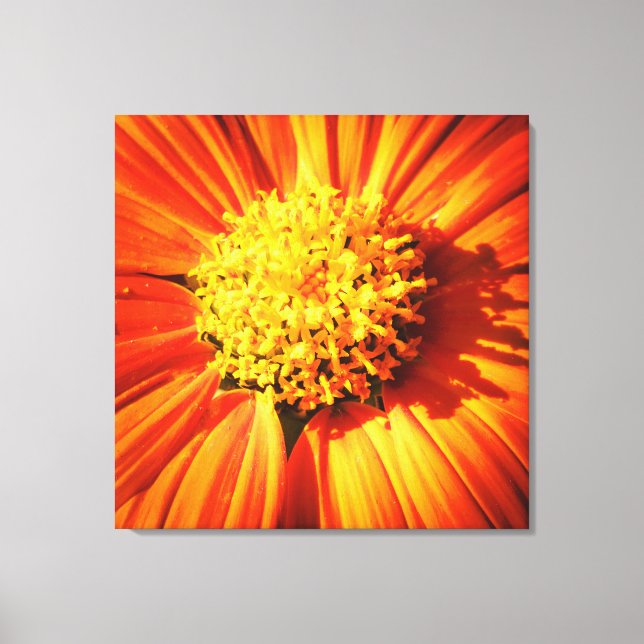 Impression de photo sur toile Fleur orange radieus (Recto)