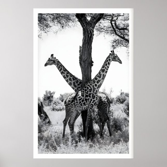 Impression de photographie de faune, girafes noir  (Devant)
