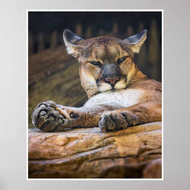 Impression de photographie de nature et de faune d (Devant)