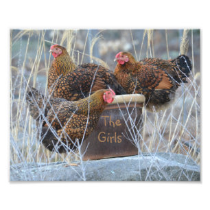 Impression de photos de poulets pour filles