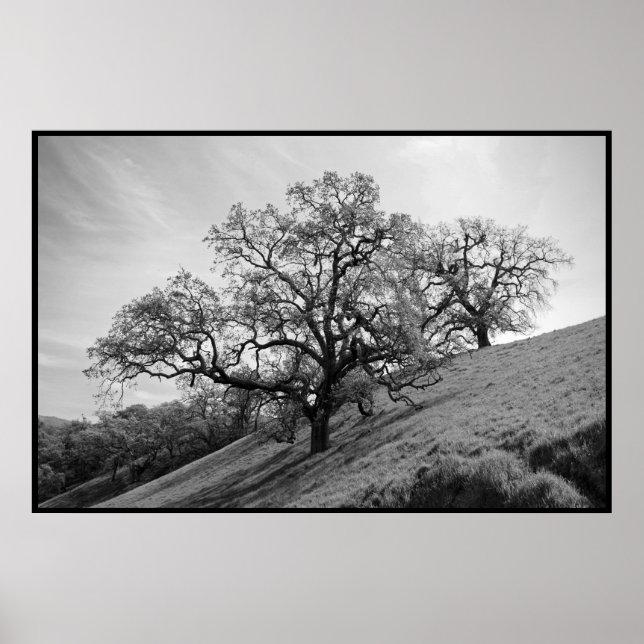 Impression de poésie arborescente (Devant)