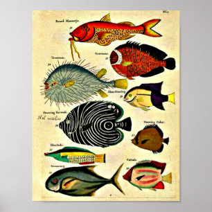 impression de poisson d'époque