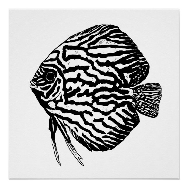 Impression de poisson discus / affiche (Devant)