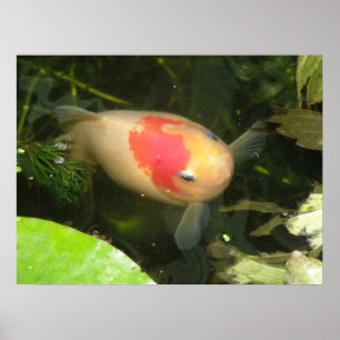 Impression de poisson rouge