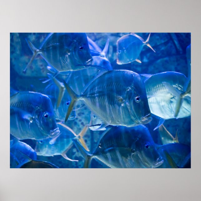 Impression de poisson tropicale argentée (Devant)