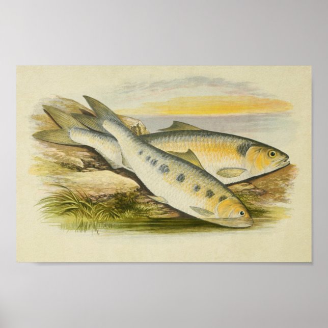 Impression de poisson vintage 001 | Ombres (Devant)