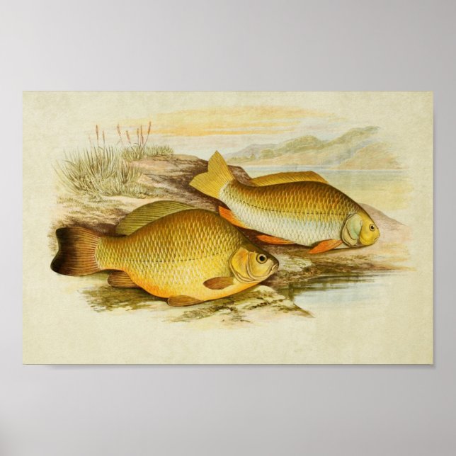 Impression de poisson vintage 006 | Carpe crucienn (Devant)