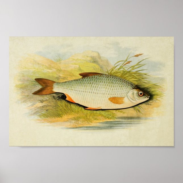 Impression de poisson vintage 016 | Roach (Devant)