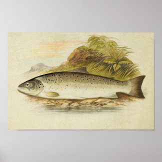 Impression de poisson vintage 025 | Truite de mer
