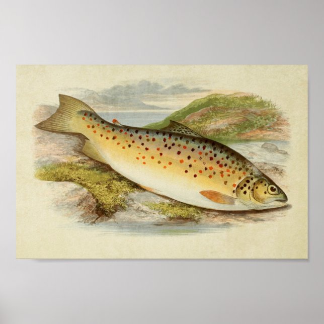 Impression de poisson vintage 026 | Truite Gillaro (Devant)