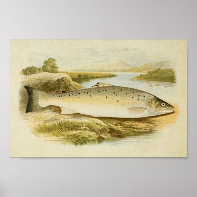 Impression de poisson vintage 031 | Truite Saumon (Devant)